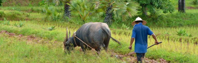 Farmer in Thailand mit Büffel und Pflug