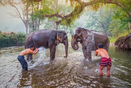 elefantencamp thailand