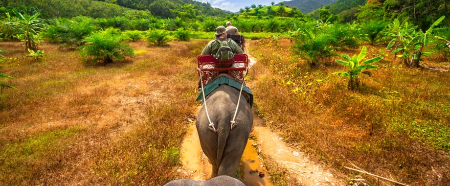 images/slider1/elefant_trekking_thailand.jpg